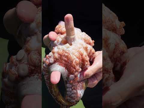 POLVO PESCADO NA HORA - Receita em alto mar.