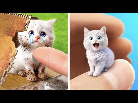 I Rescued a Homeless Stray Cat 😻 Heartwarming DIY Hacks & Gadgets for New Home