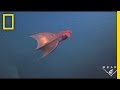 Deep Pelagic Zone and Vampire Squid