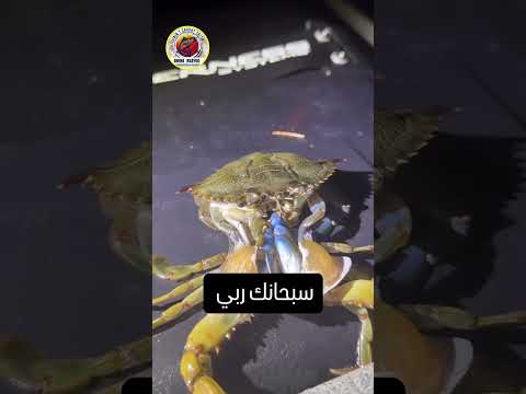 #fishing #ุงููุธุงูู #carpfishing #ุงูุฌููู #fish #ุงูู
ูู #carp #ุงูุบูุง #ุงูุณุจููุฑ #ุงุนุชูู