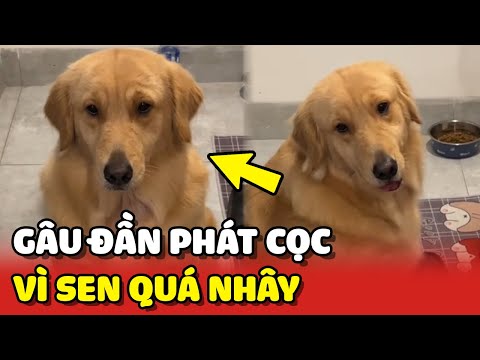 Chú chó Gâu Đần phát cọc khi đang đói mà gặp phải Sen nhây 😂