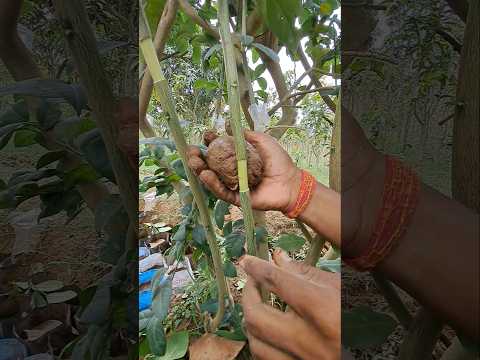 30 Din Mein Banae Nimbu Ka Kalam || lemon tree air layering || #kalam#shorts