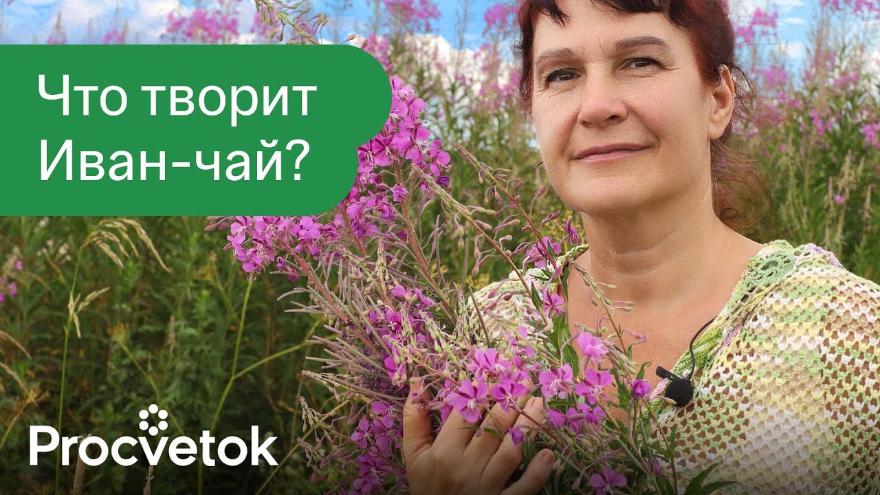 Что будет, если пить иван-чай каждый день остановит старение, укрепит иммунитет и это еще не всё!