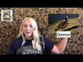 Waterfowl Adaptations and Characteristics