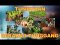 Taproot Systems in Plants