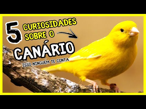 5 CURIOSIDADES SOBRE OS CANÁRIOS - QUE VOCÊ PRECISA SABER!