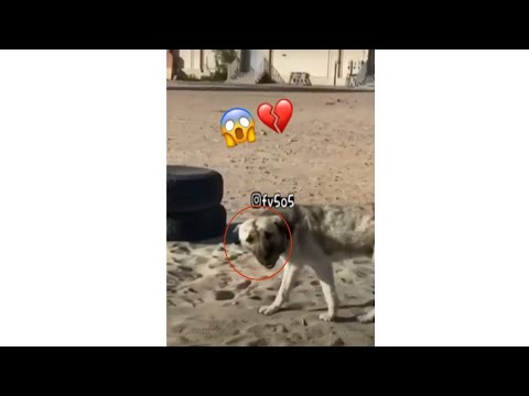 انا انصدمت من الكلب يوم رد عليه 😱💔