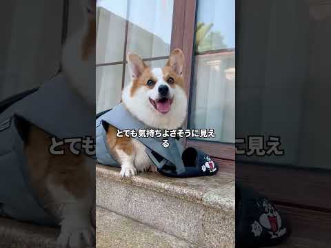 ハスキーとコーギーの水遊び