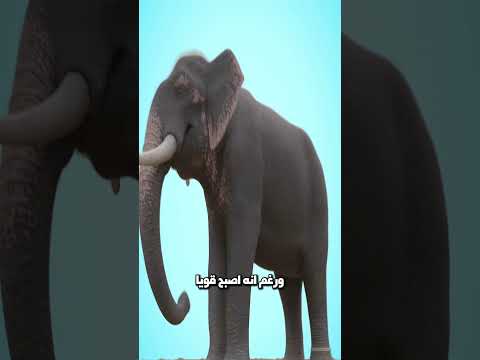 فيل لا يستطيع قطع الحبل! 😱
