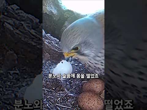 집으로 돌아온 새가 화난 이유