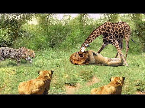 The Strength of The Mother Giraffe Makes The Hunters Terrified, Run Away - Giraffe vs Leopard, Lion