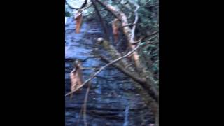 Secret waterfall. Deep woods.
