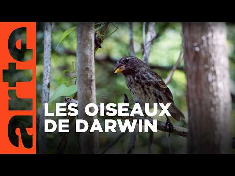 L'archipel des Galapagos | Îles de beautés | ARTE Family