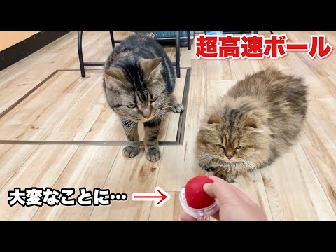 猫の前で超高速ボールを転がしたら大変なことになりました