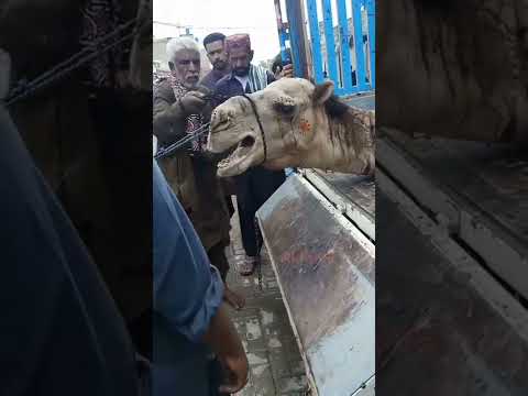 The scene of taking the beautiful camel to another place |#shortsvideo #camel2022 #akfunn