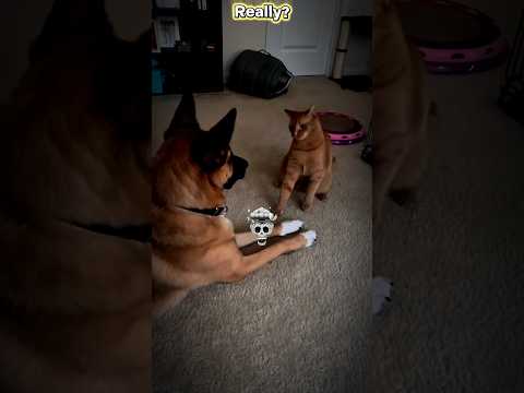 # cats are scared of dog ☠️ #trollface #trolledit