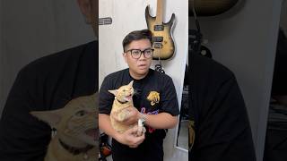 NGAMOK KEPANASAN!! #cat #budikucing #humor