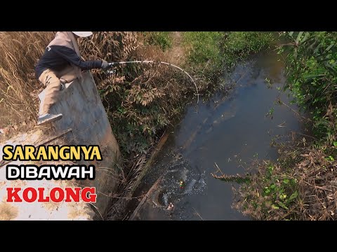 KOLONG JEMBATAN INI BENAR BENAR SARANG IKANN TOMANNNNNN