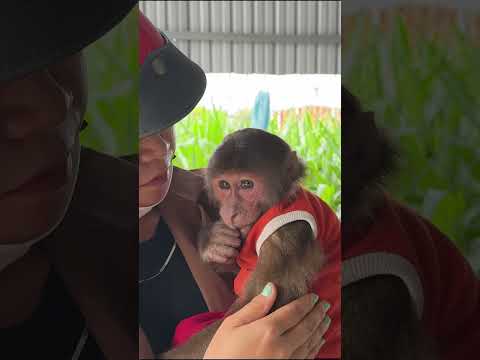 OH ! CUTIS is understanding more and more #cutis #monkey #babymonkeycutis #shortvideo