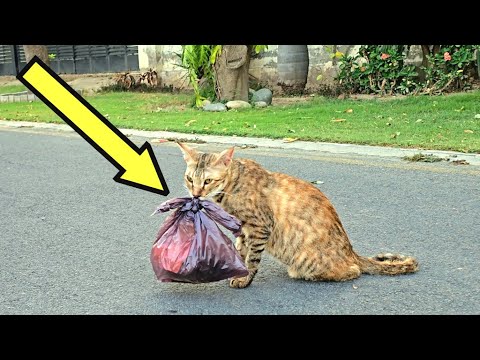 Woman Spots Cat Dragging a Heavy Bag, Then Her Heart Melts When She Sees What's Inside