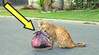 Woman Spots Cat Dragging a Heavy Bag, Then Her Heart Melts When She Sees What's Inside