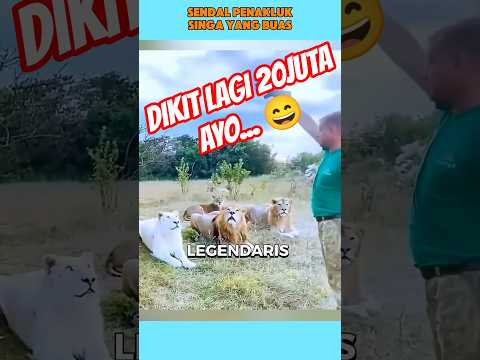 Singa Yang Bertekuk lutut dengan Sendal