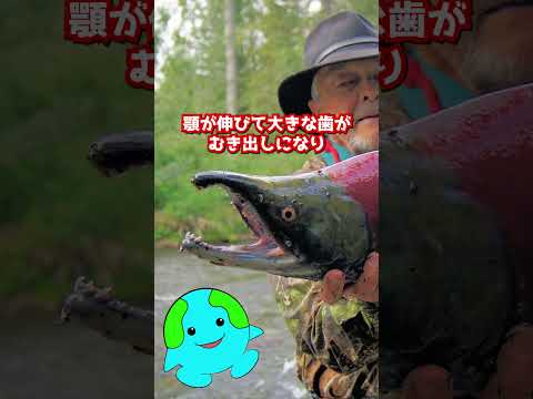 ゾンビ化するサケ #shorts #生物  #動物