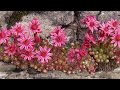 Ecological Models and Species Interactions