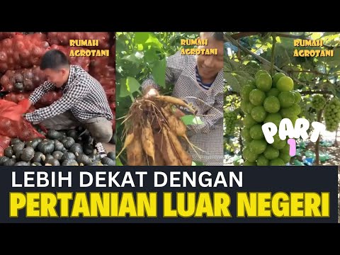 Lebih Dekat dengan Pertanian Modern Luar Negeri Part 1 #kumpulanshorts