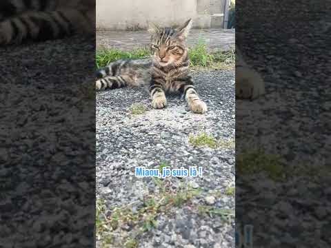 Petitou libéré délivré