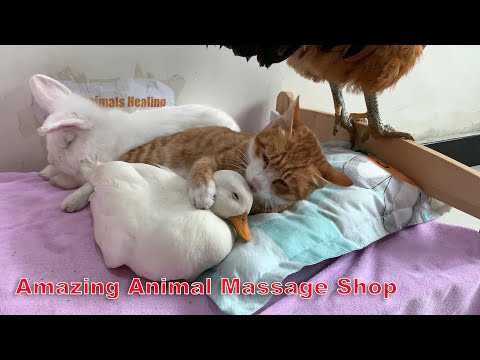 So funny! Kitty's magical animal massage shop, where animals live in harmony! So cute! So healing!