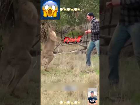 🥊🔥 Man vs Kangaroo – Shocking Fight Caught on Camera!