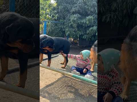 Good Vs Bad ‼️✅Rottweiler Daisy vs Gsd Rustam 😂🤪#challenge #shorts #viralvideo