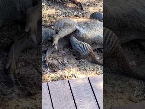 aliansi tanpa kata, saat garangan jadi dokter pribadi babi hutan, #factanimals #faktaunik