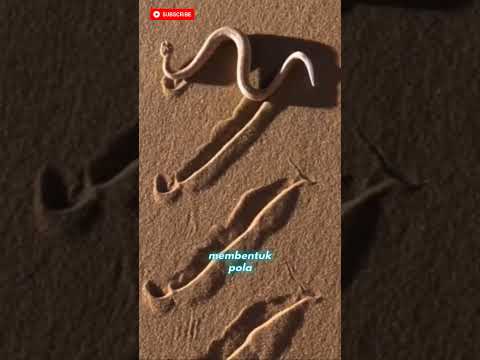 Jejak Misterius di Gurun Ini Ternyata Ular Mematikan!