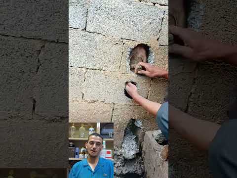 مشهد محزن.. كلب محبوس في حفرة صغير