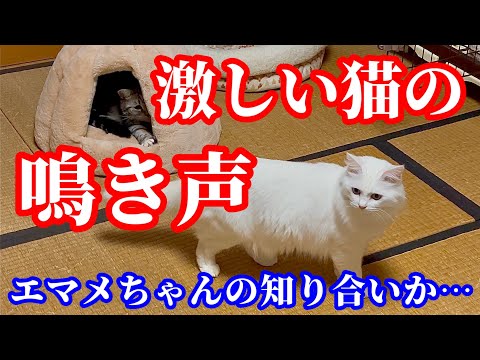 玄関付近に猫の鳴き声が！その時飼い猫の反応がすごかった