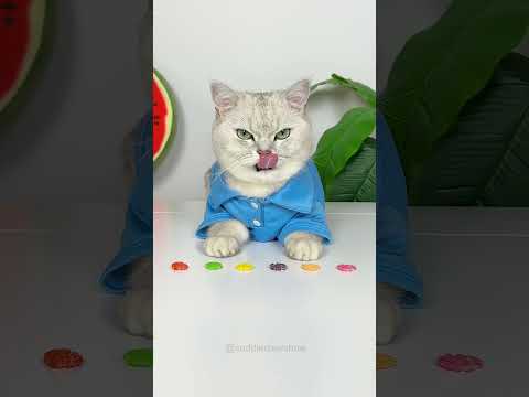 How to Make Skittles Hamburger 😹🍔😳 #shorts #cats