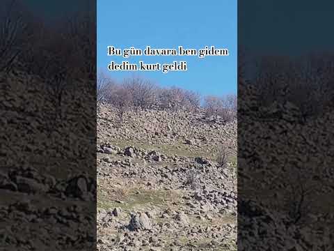 Bu gün davara ben gidem dedim kurt geldi #tiktok #shorts #reels #keşfet