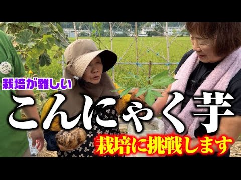 【欲を捨て3年我慢のこんにゃく栽培にチャレンジ】栽培が難しいと聞くとやる気が出てきました！【こんにゃく芋】まさかこんにゃくがベーグル？ケーキ？【一柳こんにゃく店】名物社長とコラボ【案件ではありません】