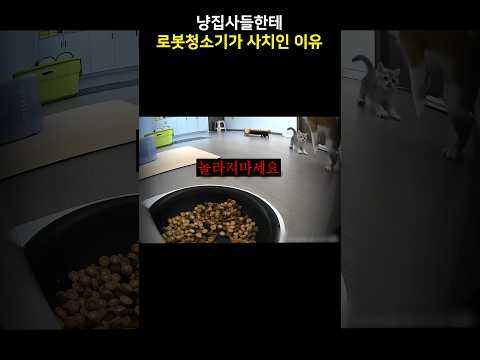 냥집사들한테 로봇청소기가 사치인 이유