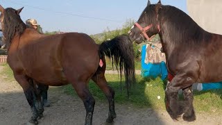 ¡El Gigante Olvidado! El Caballo Que Puede Aplastarte con Solo Mirarte