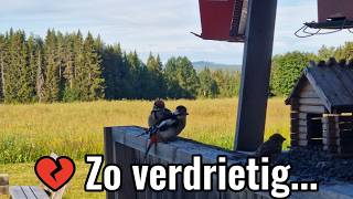 💔 Een verdrietig moment in onze tuin in Noord-Zweden