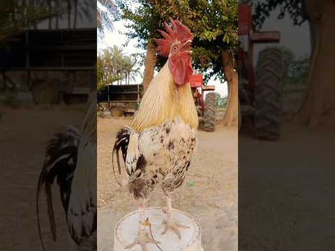 shamo chicken crowing sound #rooster #village #ayam
