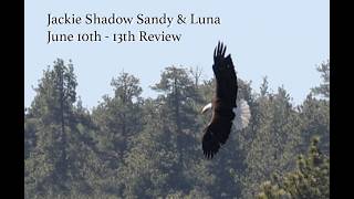 Jackie, Shadow, Sandy & Luna June 10th - 13th review