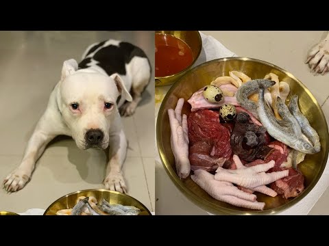 nomyen The Pit Bull eats🐂🥩🦆🥚RAW FOOD combo[ASMR]MUKBANG #อาหารสุนัขที่ดีที่สุด EP.094 of 2024