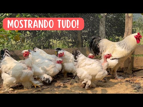 Atualização dos animais do sítio | Coração Campeiro