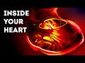 Functions of the Heart and Blood
