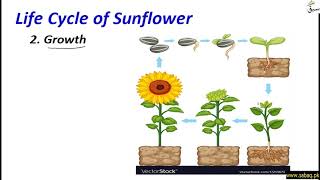 Life Cycle of Sunflower