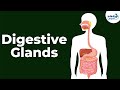 Human Digestive System Glands and Functions